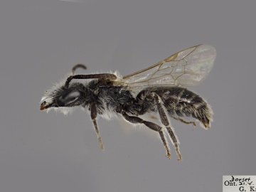 [Andrena melanochroa male thumbnail]